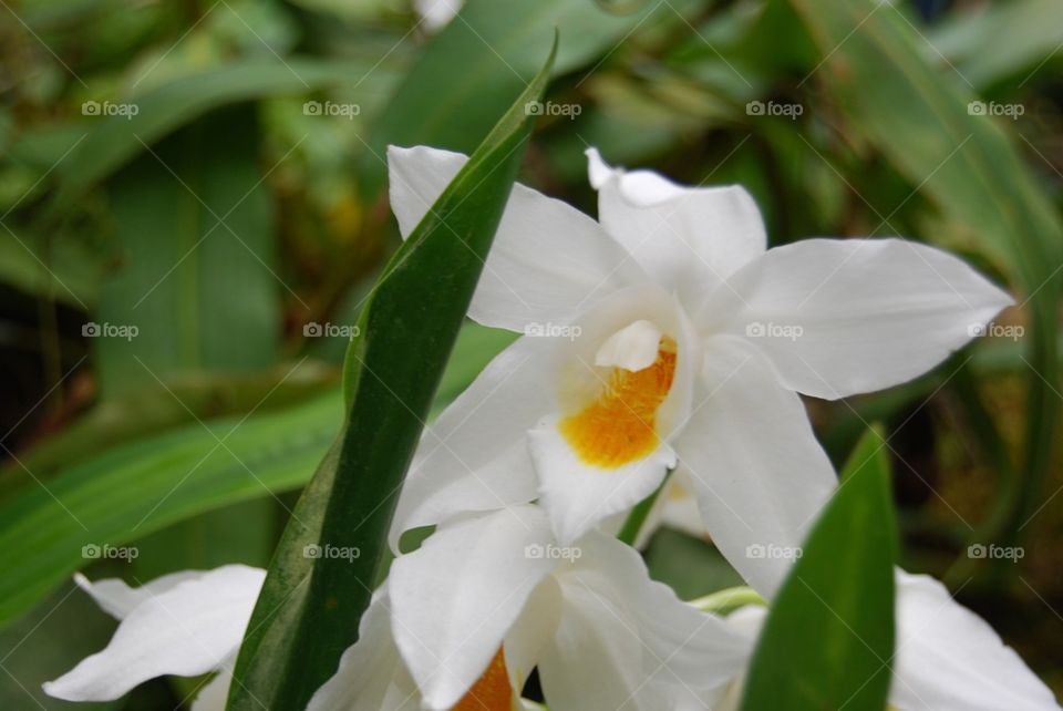 White tropical flower