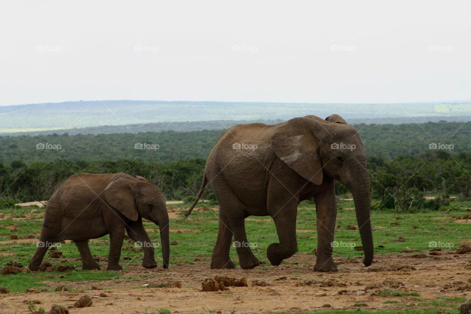 Elephant and calve. leaving waterhole.