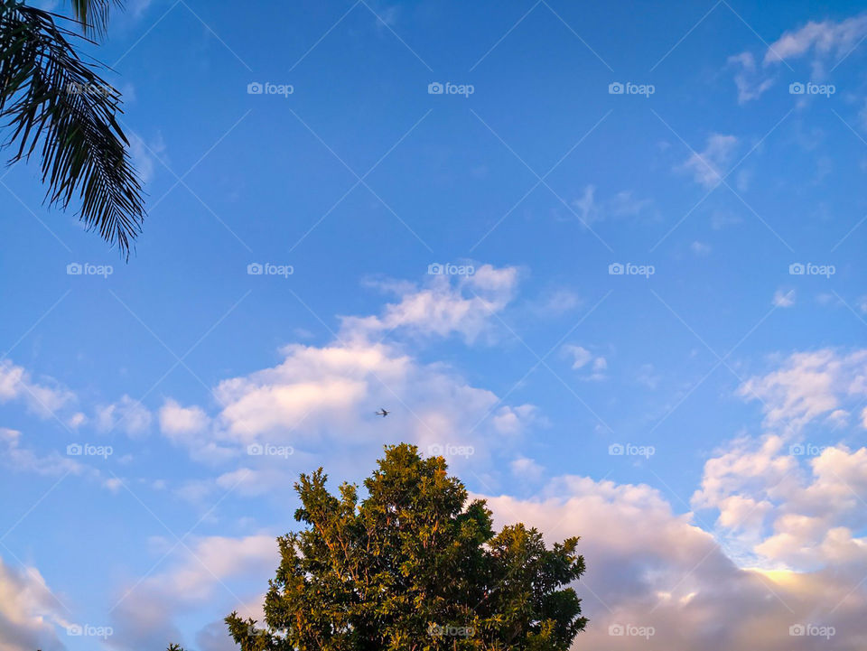 single tree landscape with a blue sky