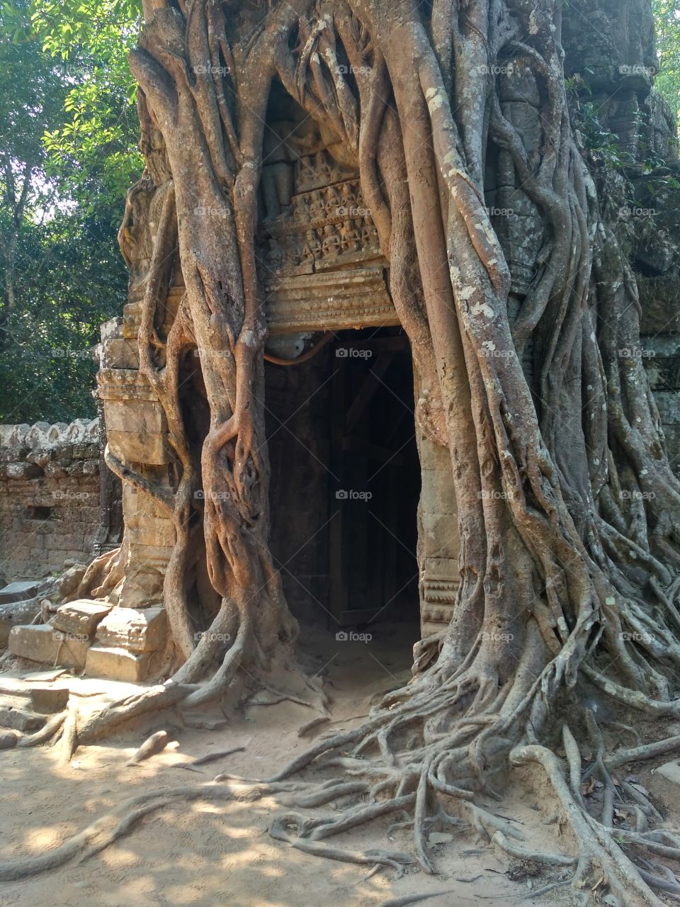 Ancient temple and roots of the tree