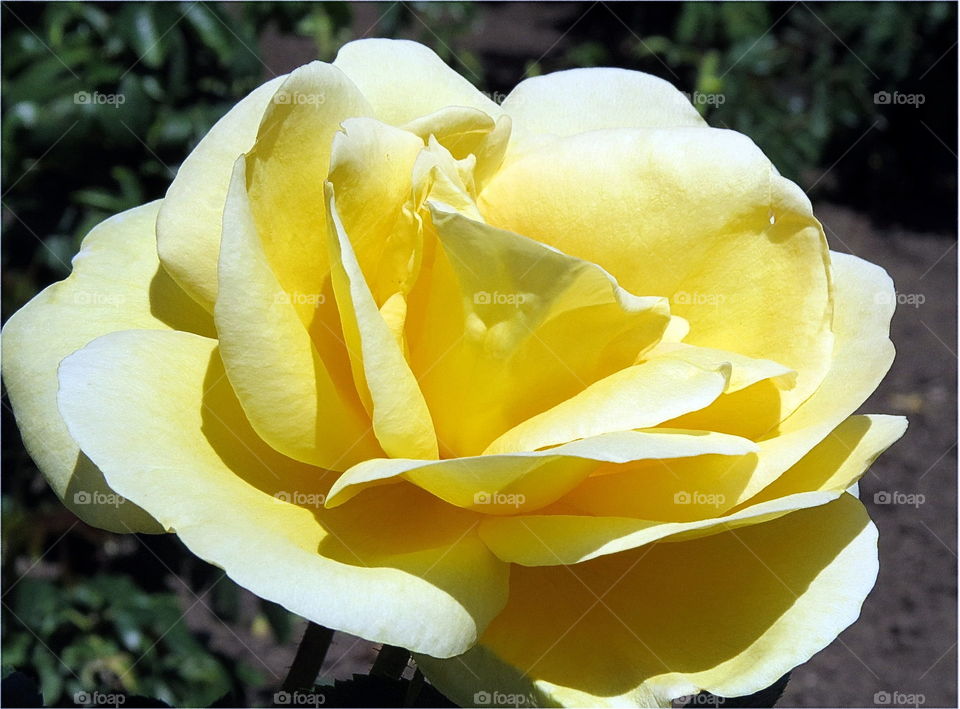 Yellow rose

