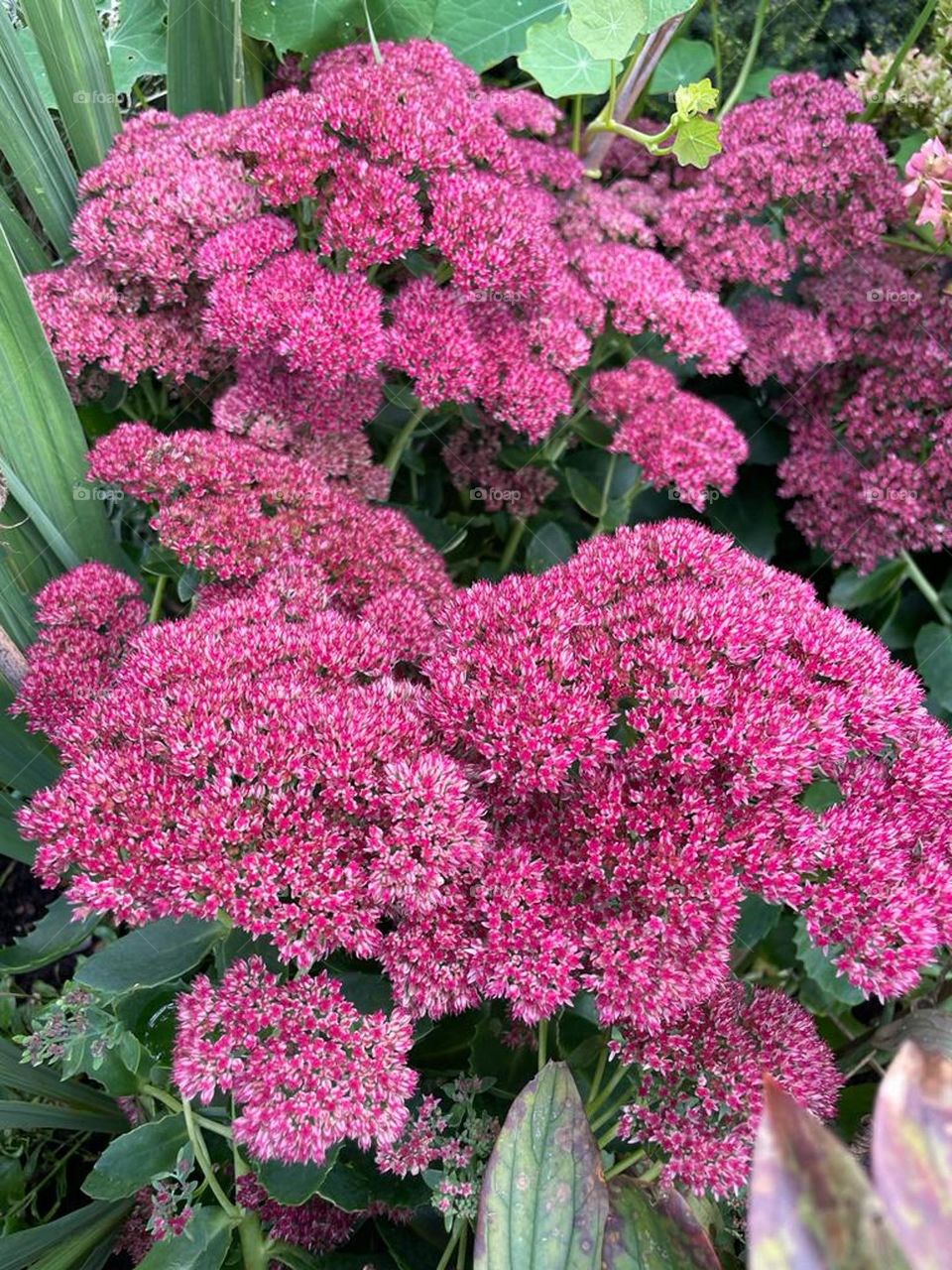 Stonecrop flowers