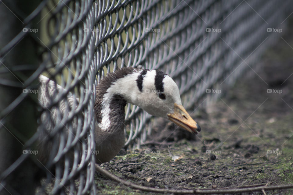 Bird, Wildlife, No Person, Outdoors, Nature