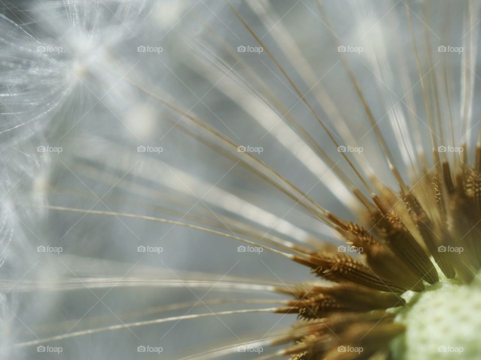 Close up of dandelion