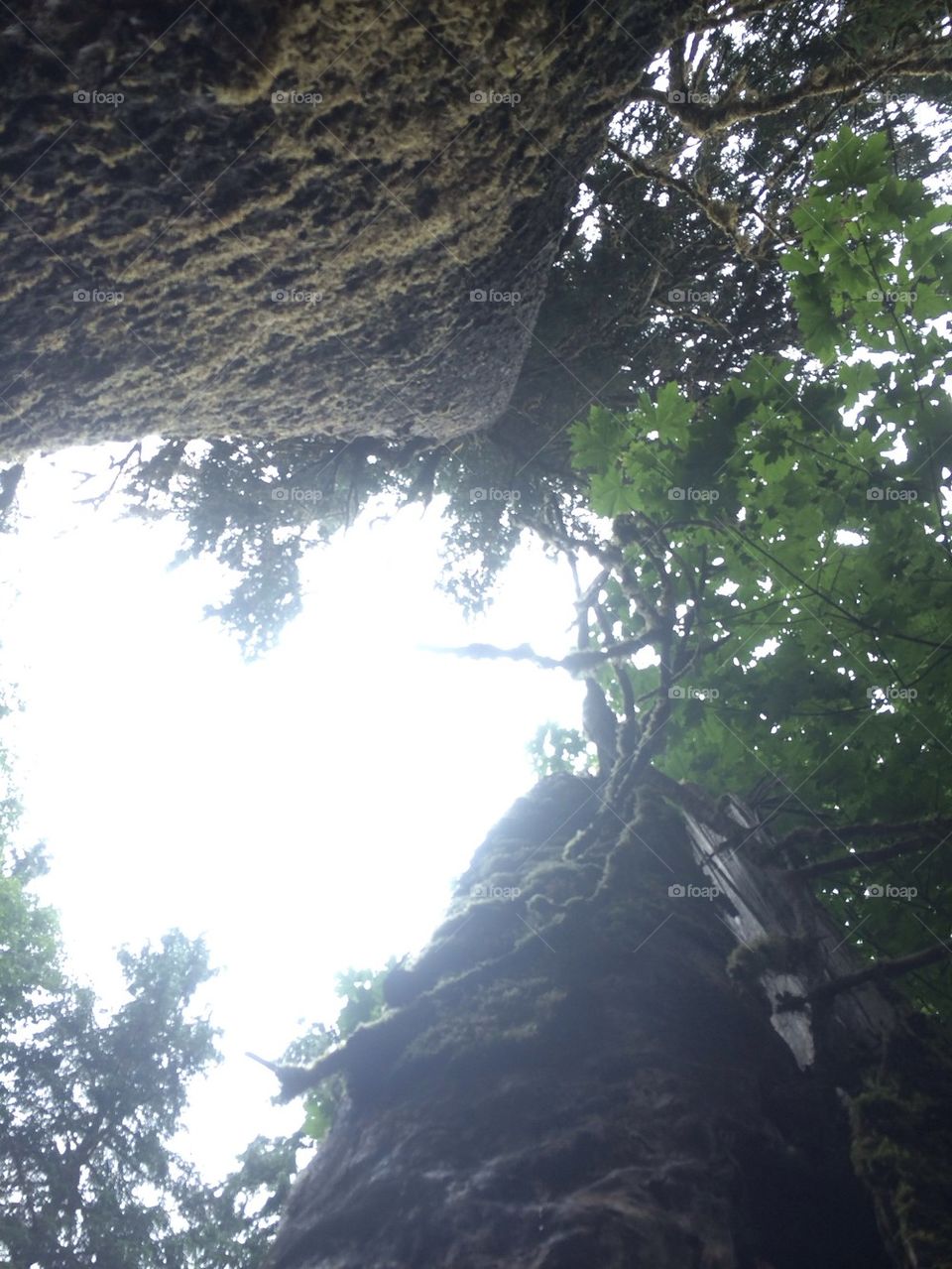 Looking to the heavens