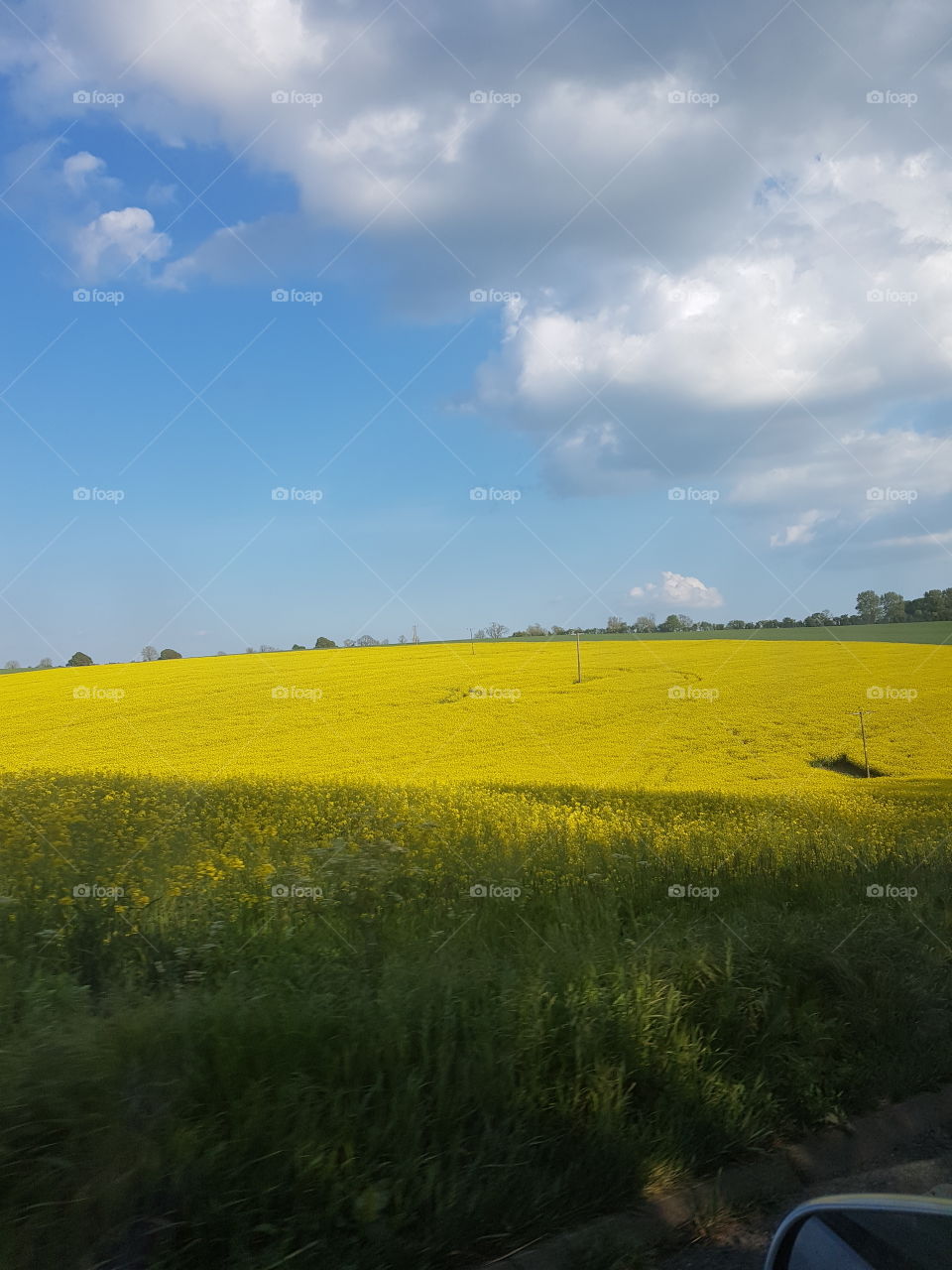 fields of yellow