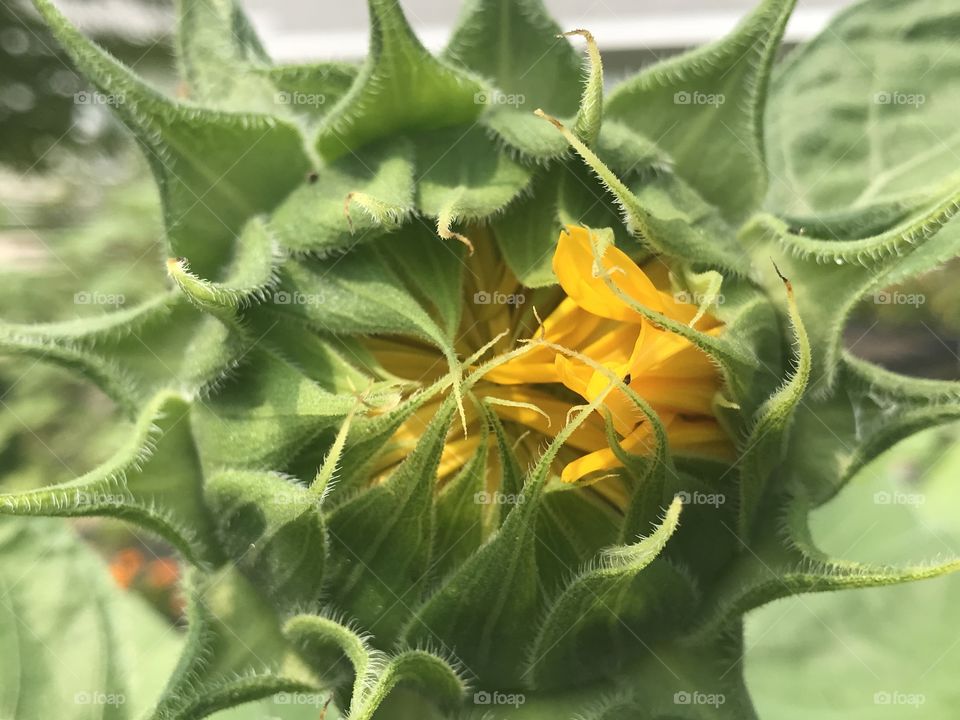 Extreme close up of a sunflower 