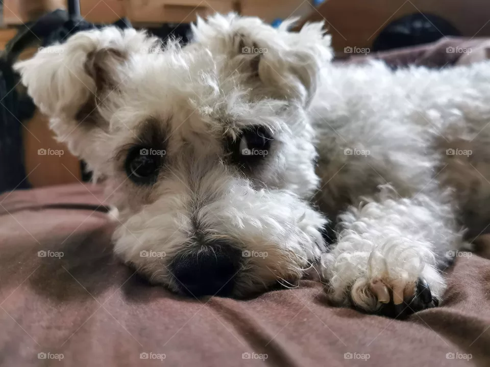 Cute Mr P, a Bichon Frise crossed with a Jack Russel, lying with his snout on a brown bedsheet looking adorable with one of his paws to the right of his Teddy bear eyes and floppy ears