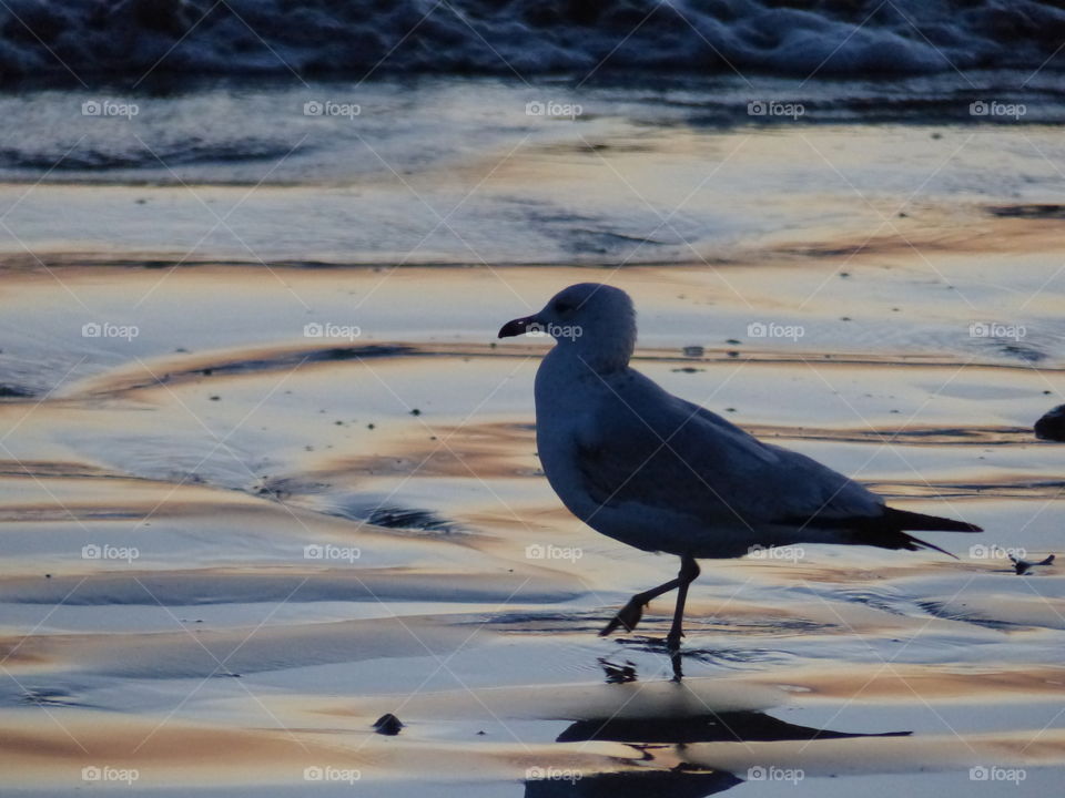 Silhouette seagull 