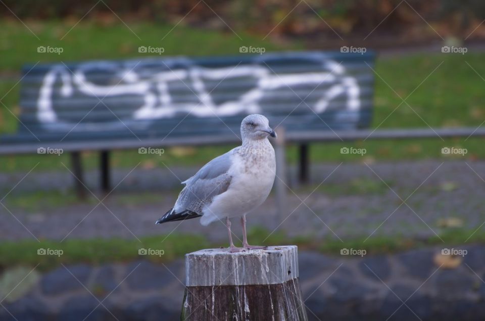 Seagull on pole in the harbor