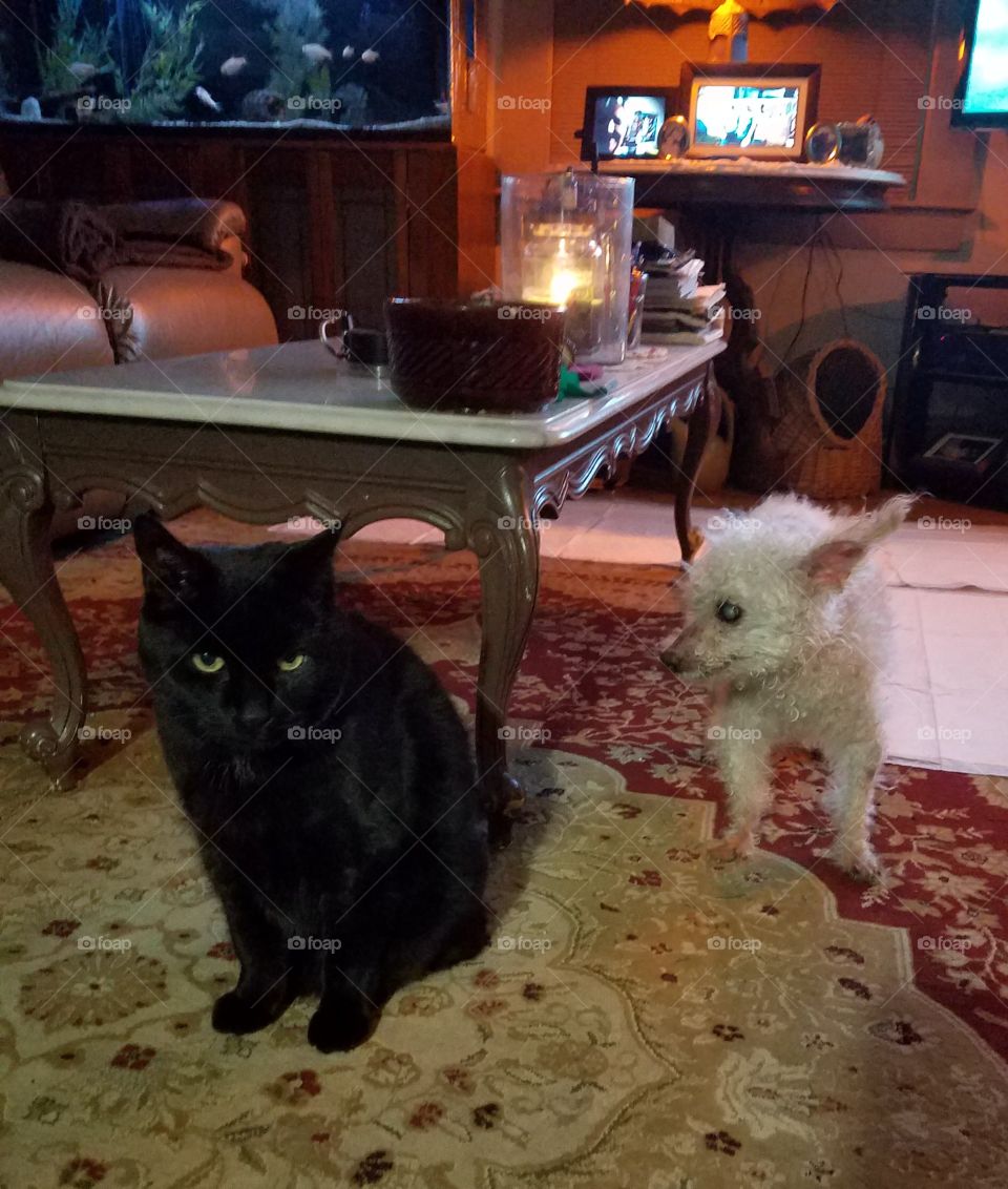 Our black cat & white Poodle.
