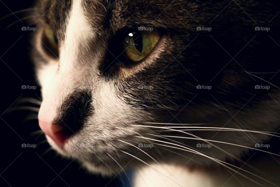 Cat Close-up