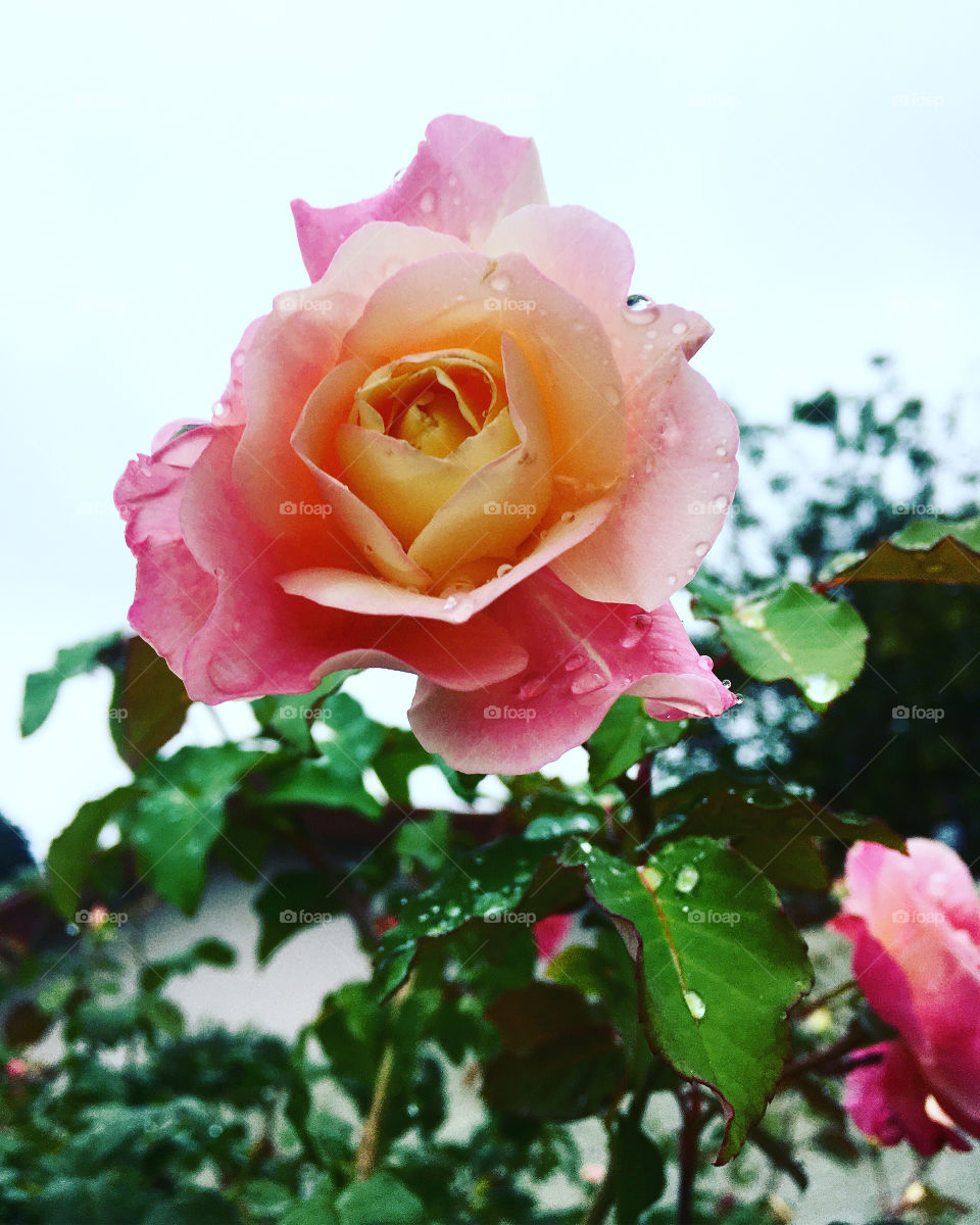 FOAP MISSIONS - 🇺🇸 A beautiful rose bush with its glittering rosebuds in infinity.  Repair the petals dripped by the rain! / 🇧🇷 Uma linda roseira com seus botões de rosa reluzentes no infinito. Repare as pétalas gotejadas pela chuva!