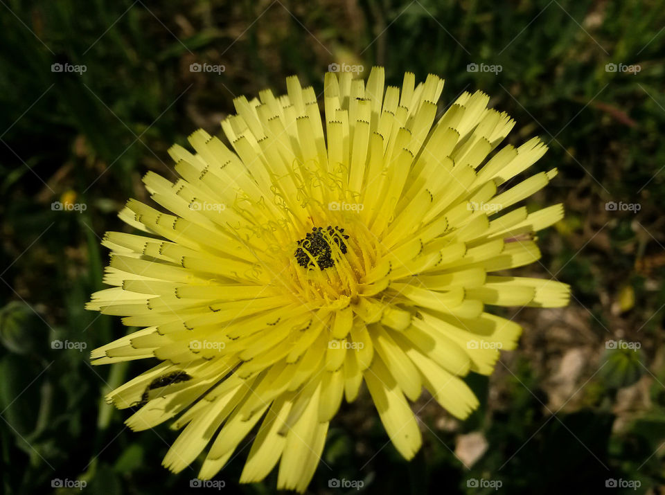 close up of yellow flower