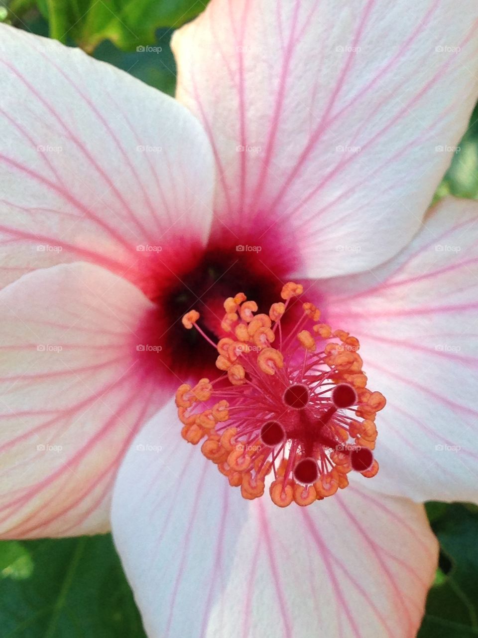 Hibiscus. Pink hibiscus bloom