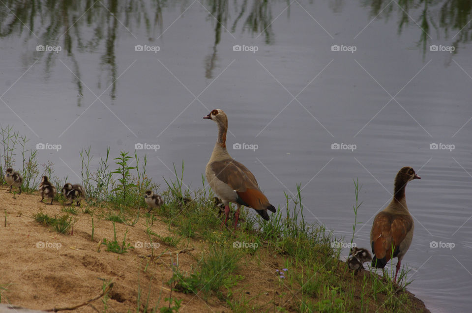 duck family walk