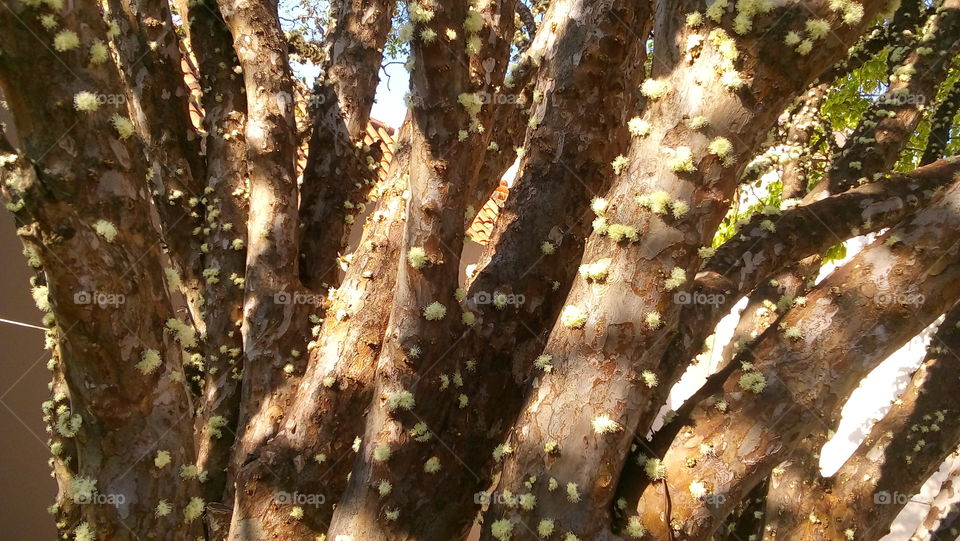 Plinia cauliflora - Jabuticaba