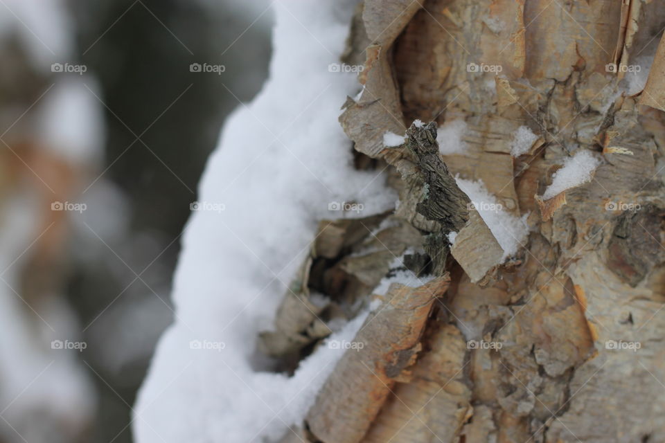 snowy birch