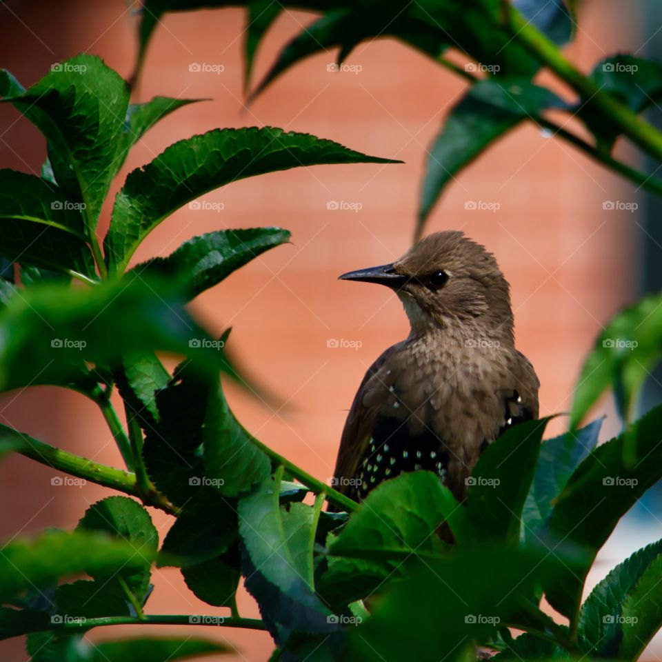 Starling chick framed in the bushes