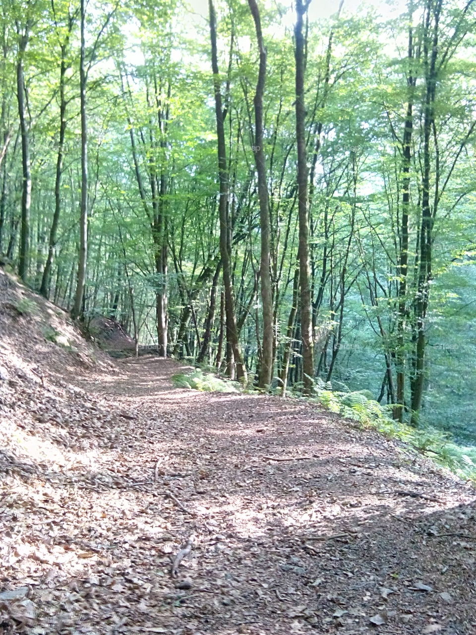 Der Weg ins ungewisse