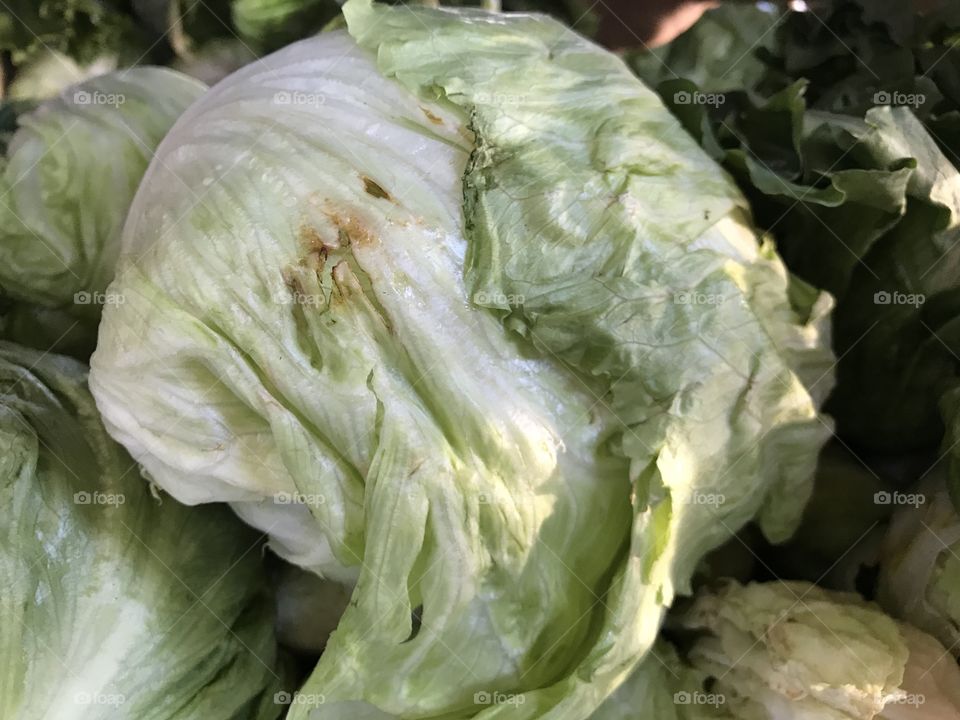Lechuga