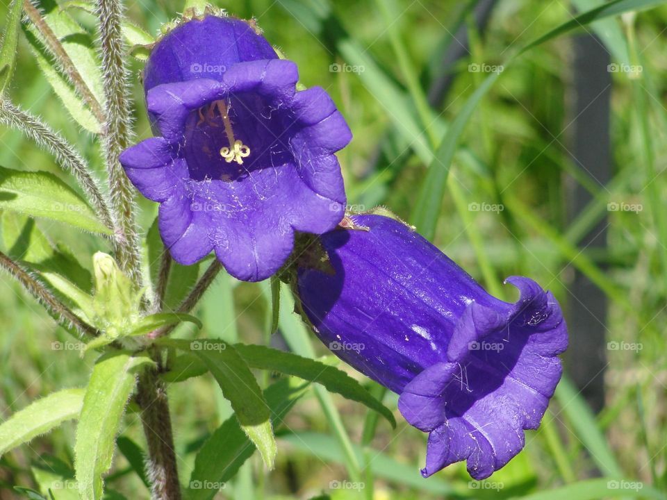 Dark purple garden bells