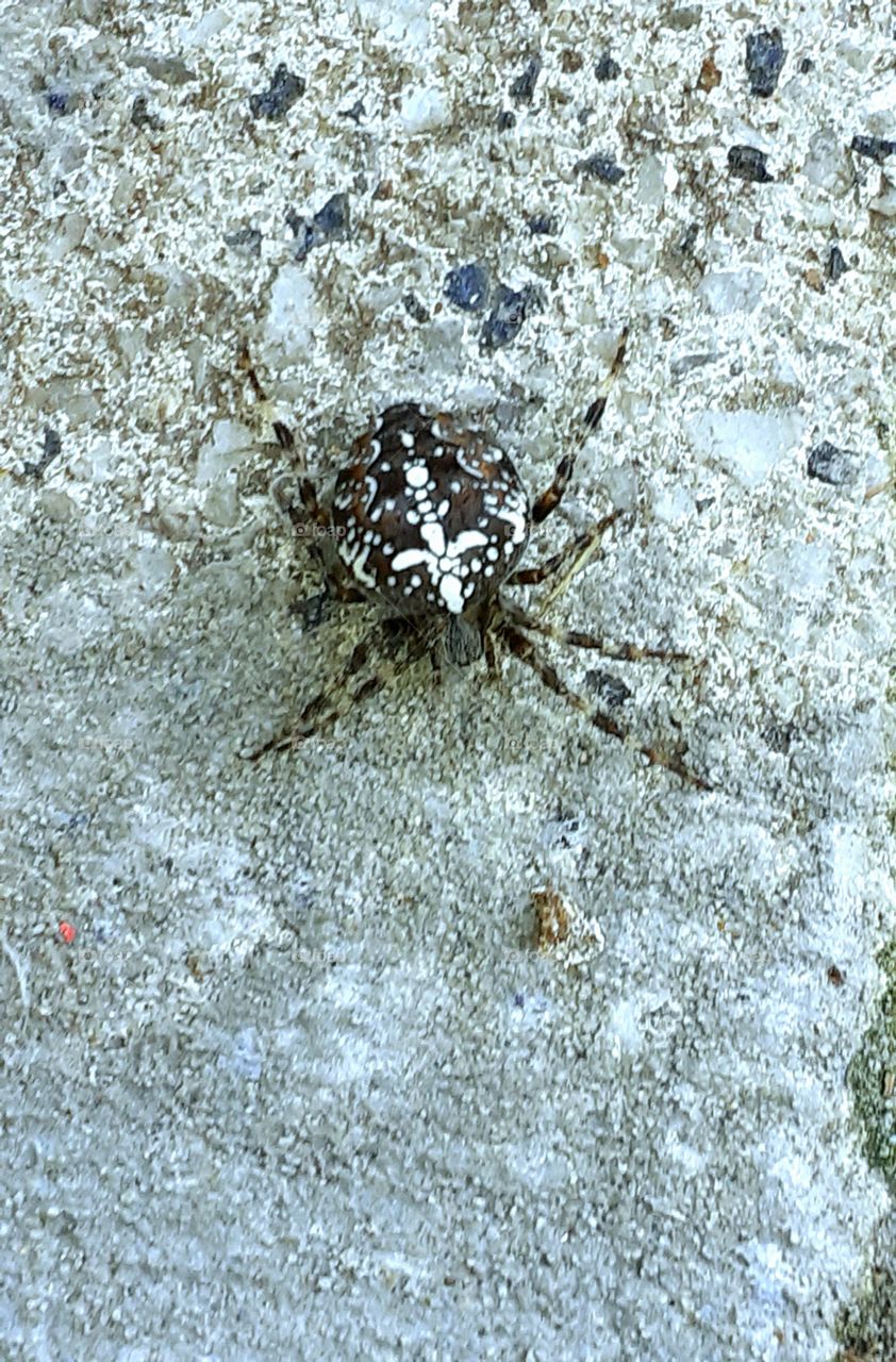 паук крестоносец