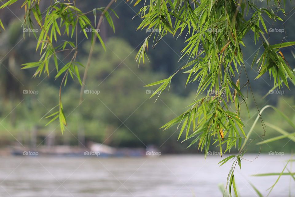 Beautiful scenery of green and calming bamboo leaves by the river 
