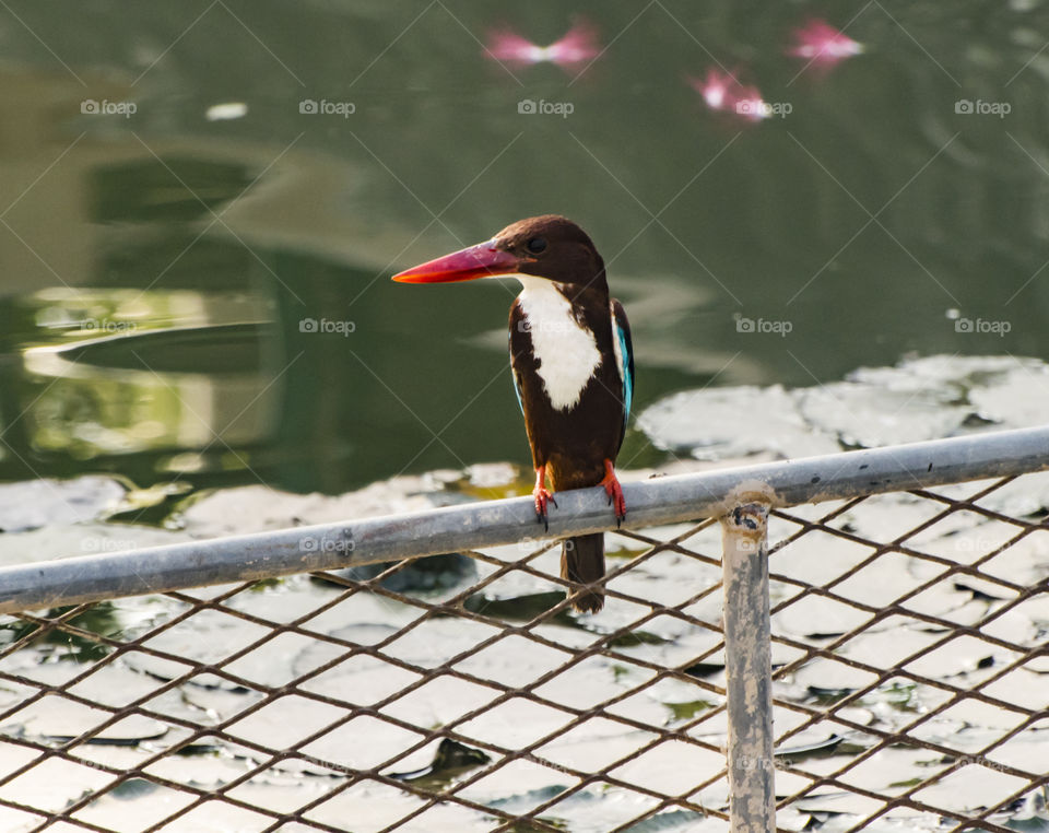 blue throated kingfisher