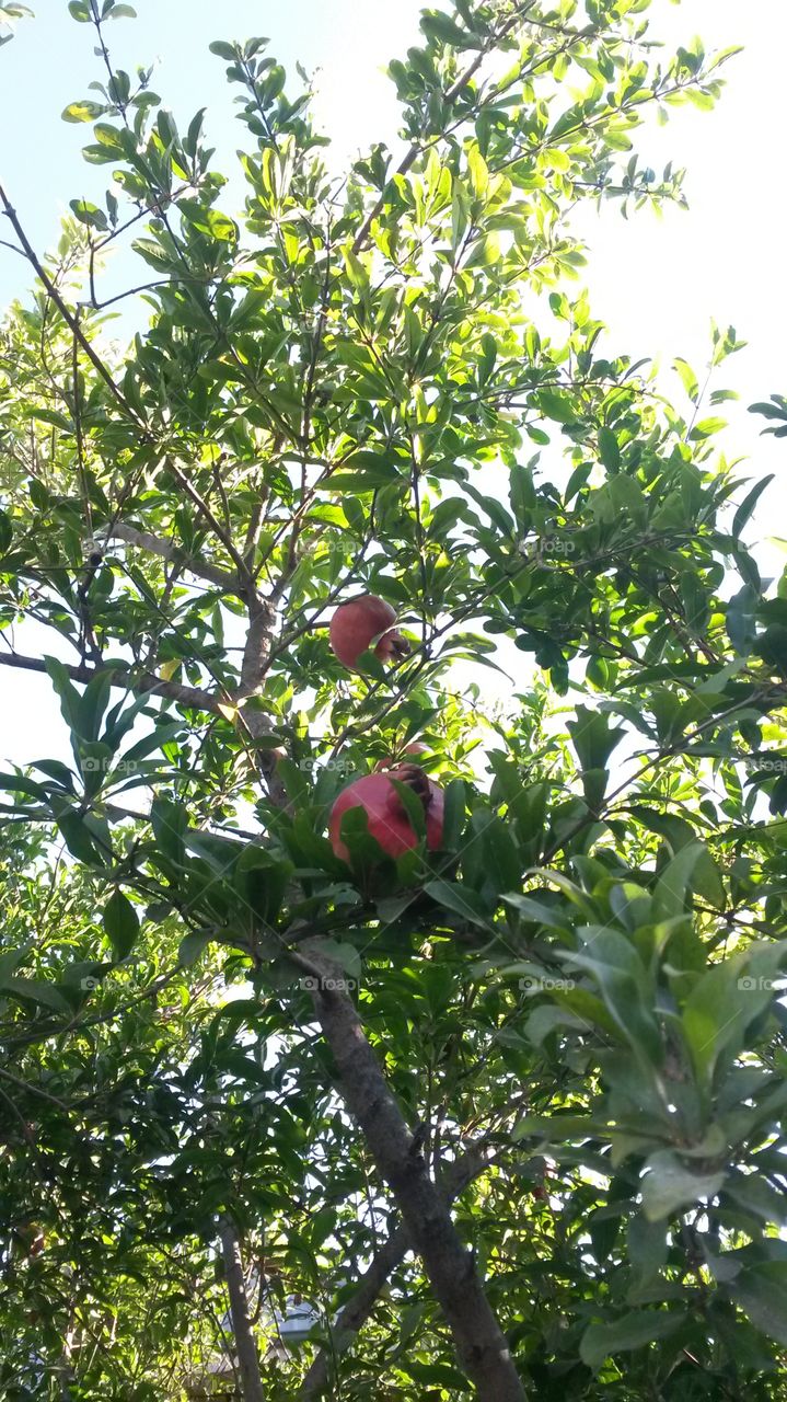 pomegranate