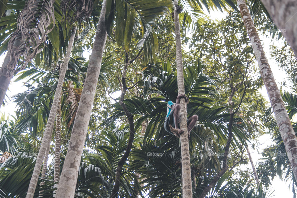 man crawls on a tree