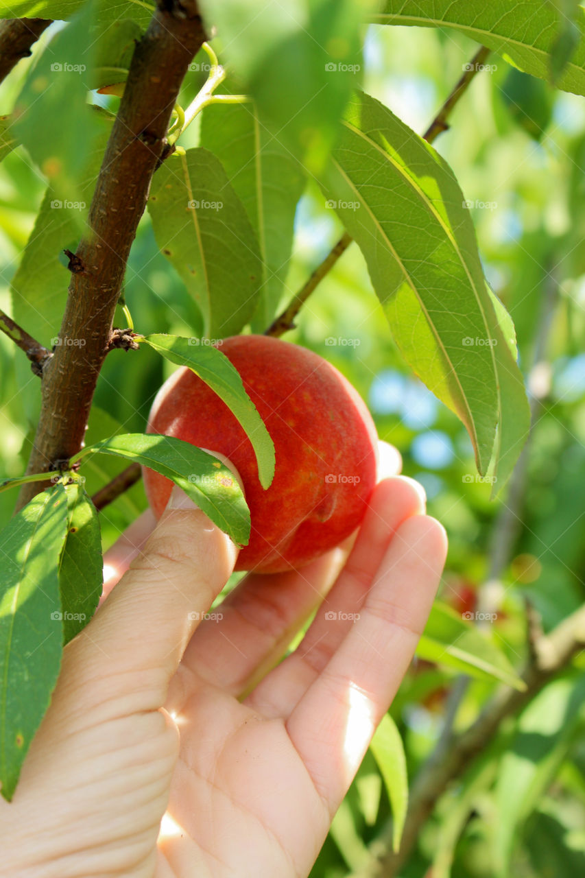 Woman holding apple on tree