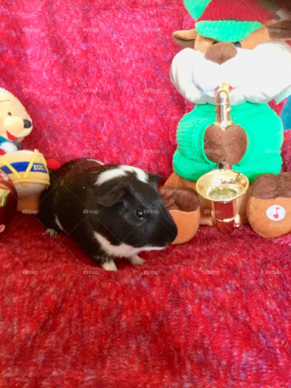 Celebrate with playful  pets  