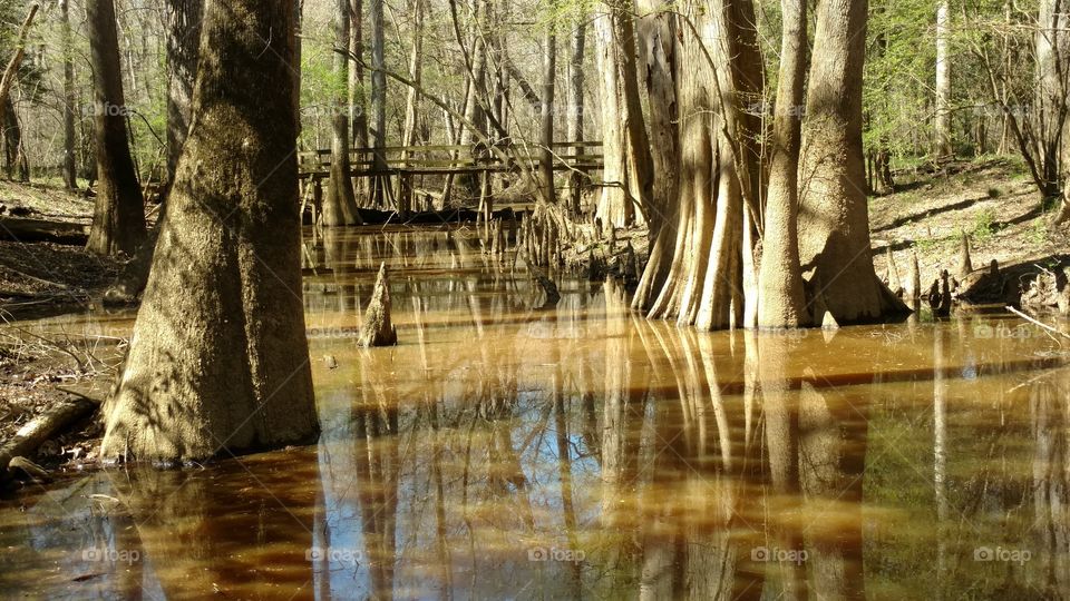 Wood, Water, Nature, River, Tree