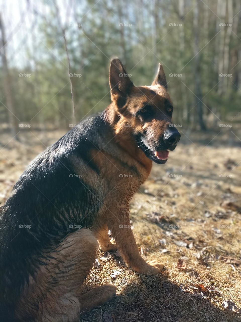 German shepherd pet outdoor