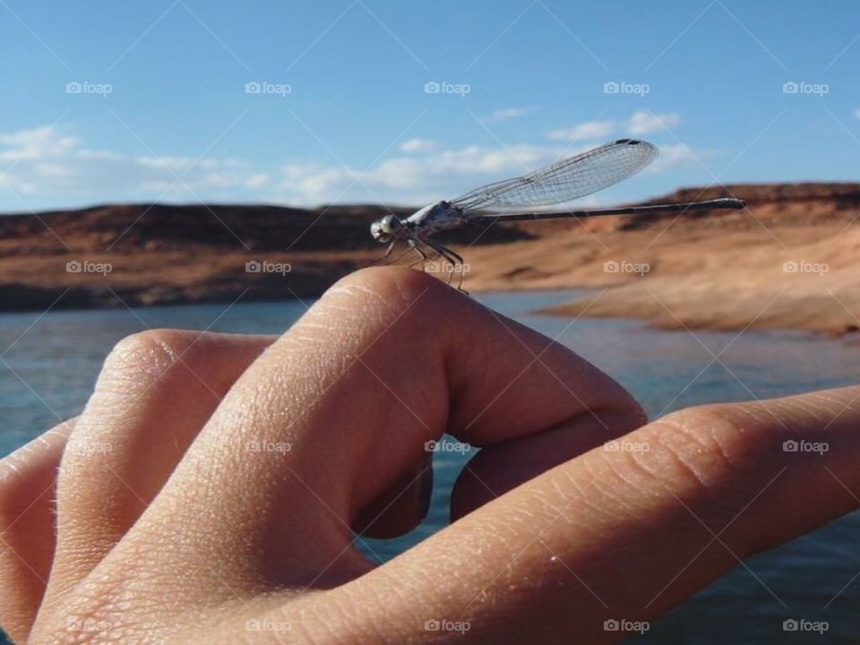 Lake Powell in Utah. Such a wonderful vacation with wonderful weather. This little dragonfly made my day during my fishing trip. 
