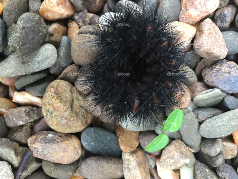 Black fuzzy worm curled up 