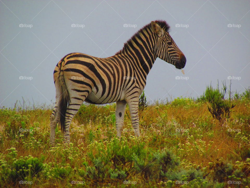 zebra