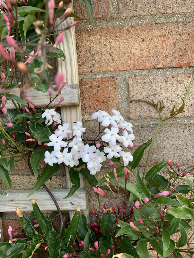 Jasmine flowers 