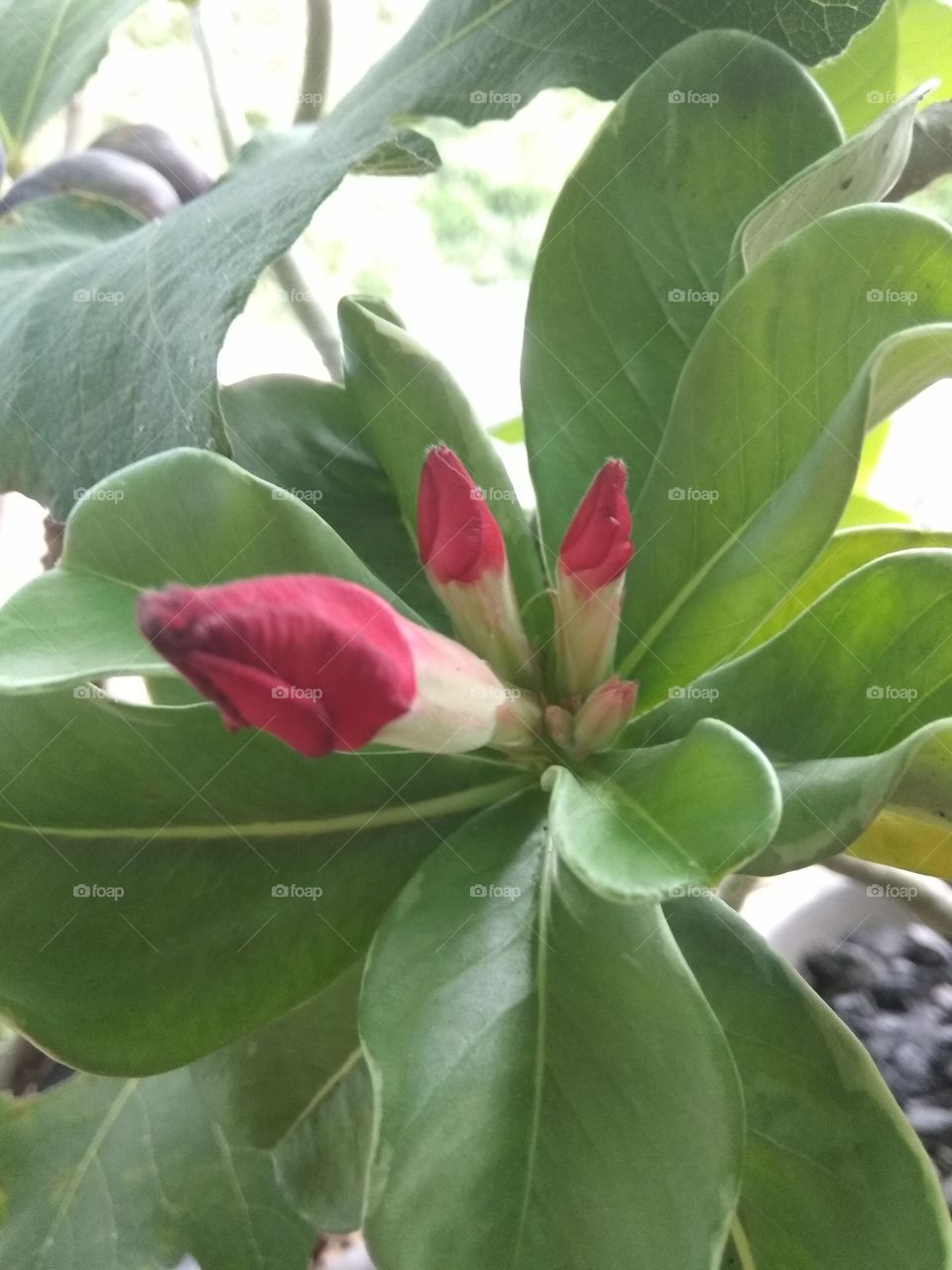 a adenium flower buds.
