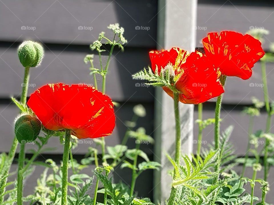again this morning the poppies bloomed in the wheat field
