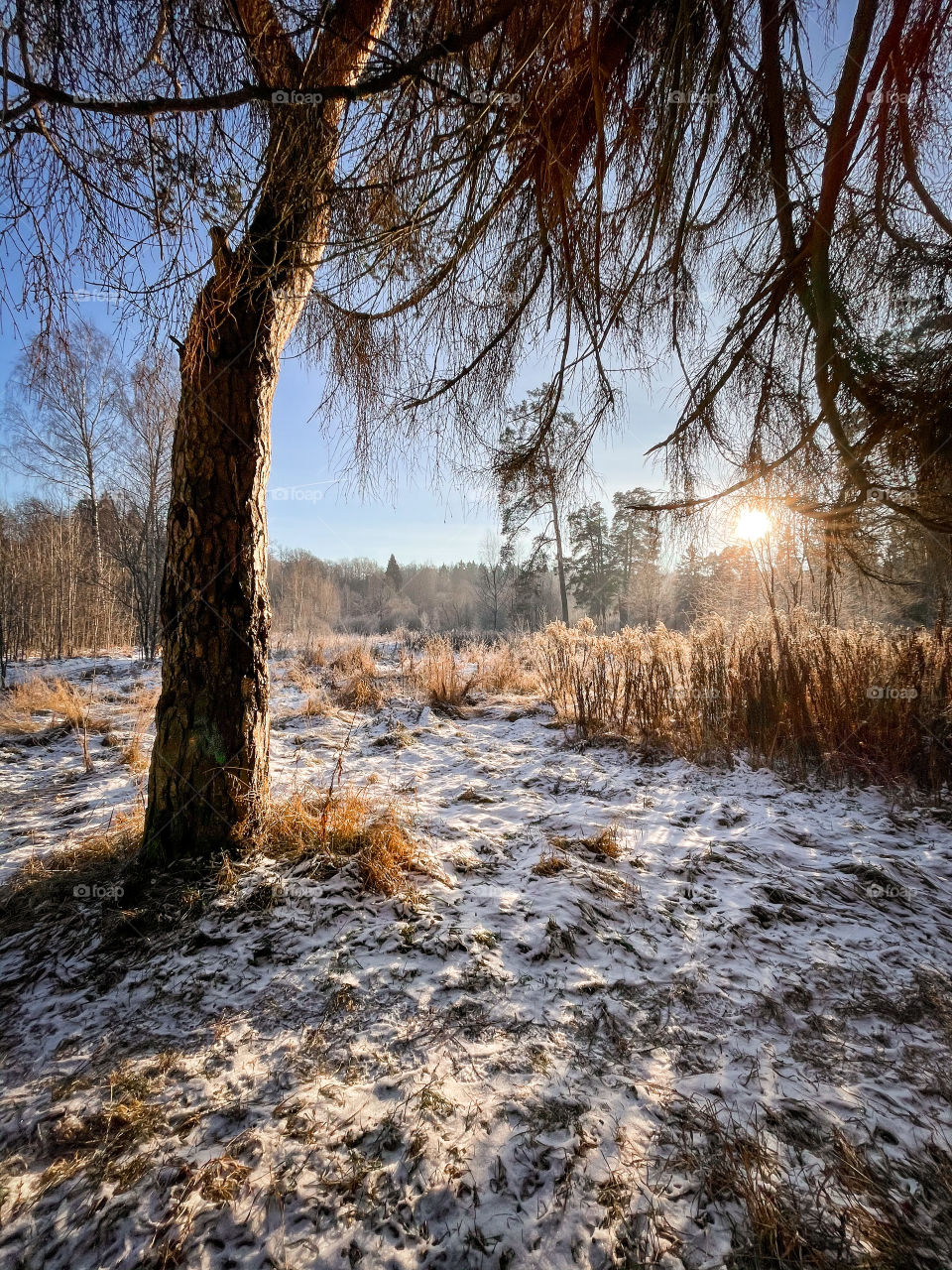 Winter landscape in sunny forest in December 