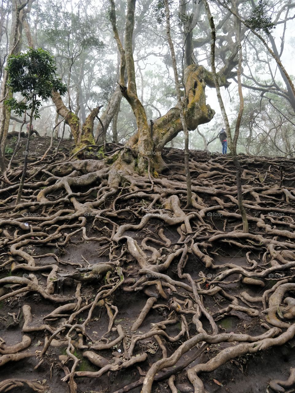 Roots of a very old tree in Indian forest