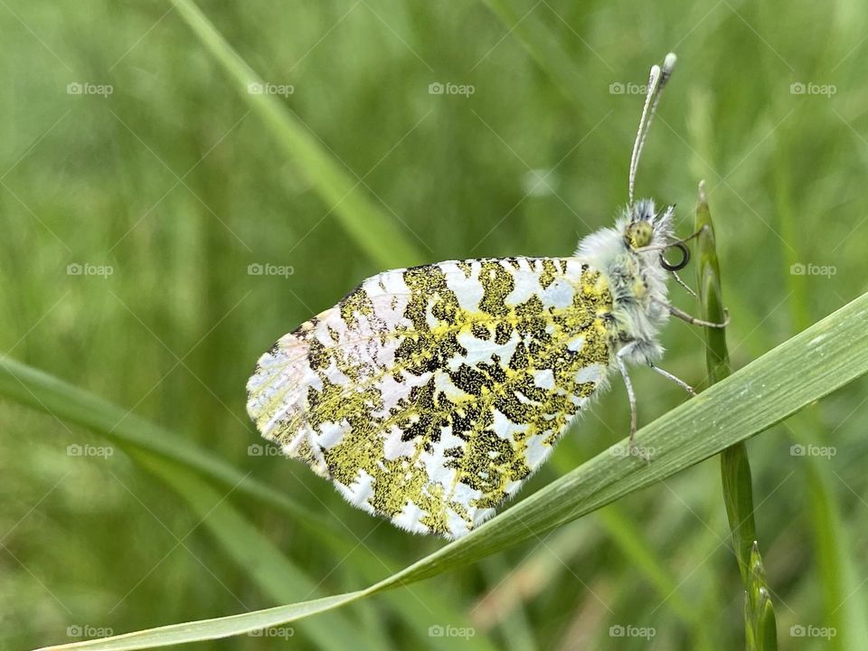 A moth on a plant 