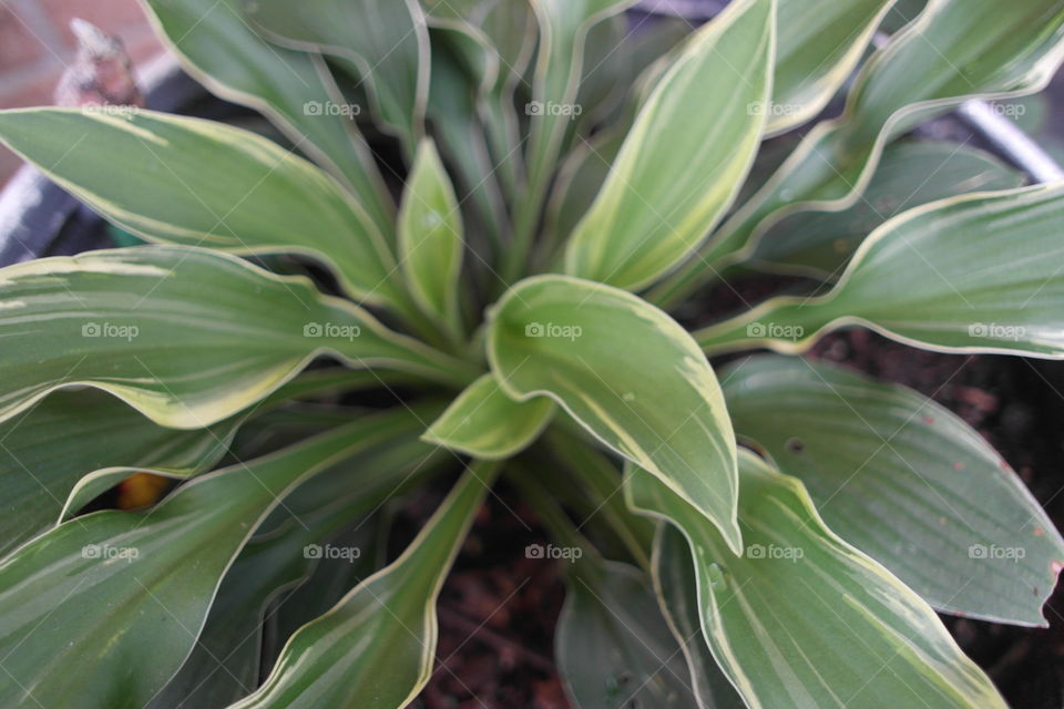 Hosta potted plant