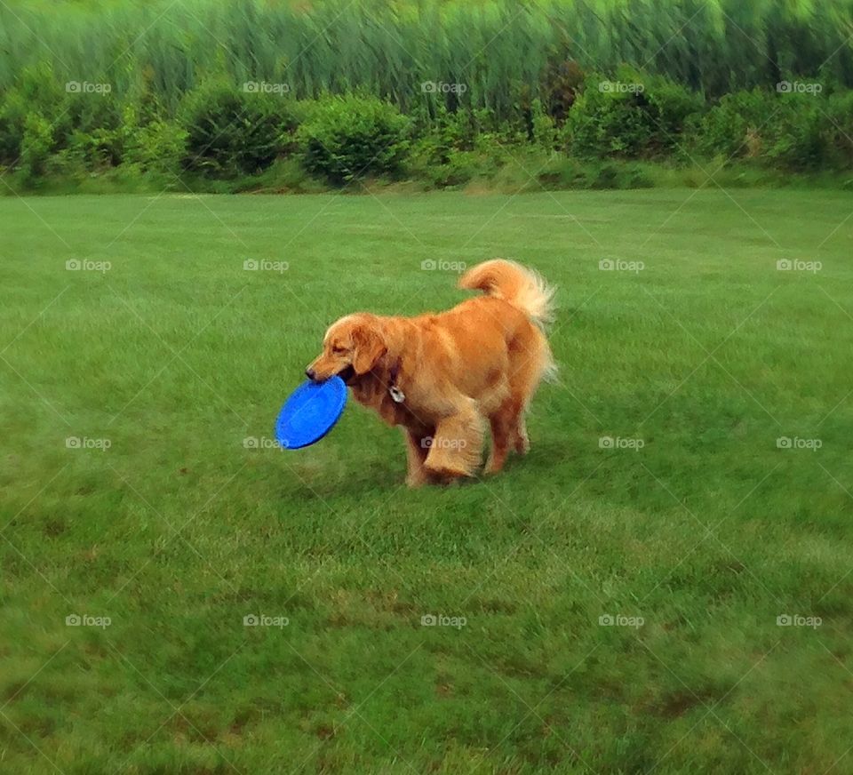 Playing a game of frisbee