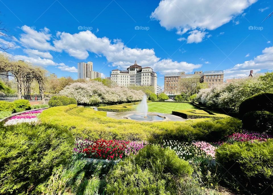 Crabapple blossoms, tulips, a fountain and sunshine adorn the conservatory Italianate garden in Central Park New York. 