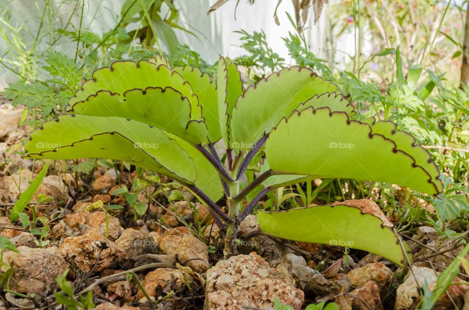 Leaf Of Life