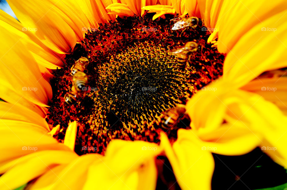 Beautiful Sunflower. Sunflower with bees inside