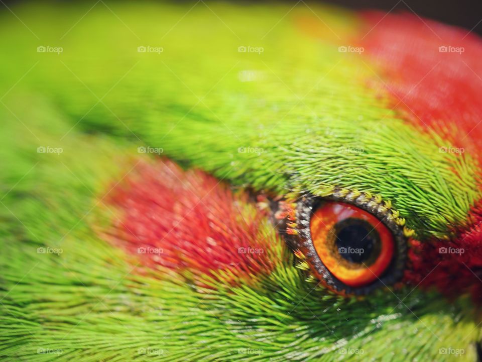 Extreme close up of kakariki parakeet